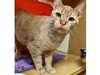 Adopt Finn (FCID# 11/06/2023-73 Glen Mills PetSmart) DC a Tabby
