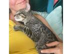 Adopt Norman (FCID# 07/18/24-15) C a Tabby