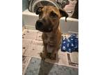 Adopt HOBO a Labrador Retriever