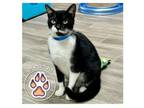 Adopt Chuckles a Domestic Short Hair