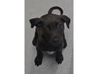Adopt ruff a Mixed Breed