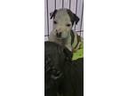 Adopt tuff a Mixed Breed