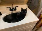 Adopt Bud a Domestic Short Hair