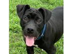 Adopt Haggis a Pit Bull Terrier