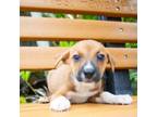 Adopt Rubble a Mixed Breed