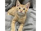 Adopt Brio a Domestic Short Hair