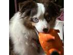 Adopt Remi Roo a Australian Shepherd