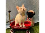 Adopt Tater Tot a Domestic Short Hair