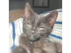 Adopt Buck a Domestic Short Hair