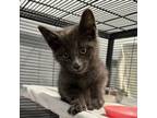 Adopt Hunter a Domestic Short Hair