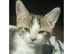 Adopt Arlo a Domestic Short Hair
