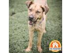 Adopt Murphy a Anatolian Shepherd, Mixed Breed