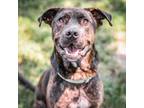 Adopt Sunny a Retriever, Mixed Breed