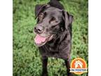 Adopt Barney a Labrador Retriever, Mixed Breed
