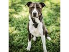 Adopt Nigel a Retriever, Mixed Breed