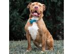 Adopt Pumpkin a Shar-Pei, Mixed Breed
