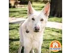 Adopt Forrest a German Shepherd Dog, Mixed Breed