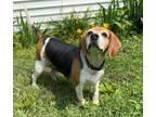 Adopt Bubba George - Fostered in SE Nebraska a Beagle