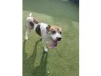 Adopt Vance a Pit Bull Terrier, Mixed Breed