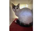 Adopt Gizmo a Domestic Short Hair