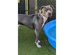 Adopt Kenobi a Pit Bull Terrier, Mixed Breed