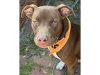 Adopt Jagger* (-) a Pit Bull Terrier, Labrador Retriever