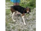 Adopt Luther a Coonhound