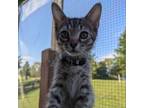 Adopt Matcha a Domestic Medium Hair