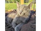 Adopt Earl Grey a Domestic Medium Hair