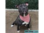 Adopt Toast a Pit Bull Terrier