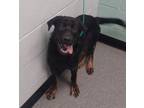 Adopt Clyde a German Shepherd Dog