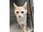 Adopt Eucalyptus a Domestic Medium Hair