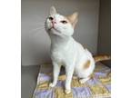 Adopt Ryan a Domestic Short Hair