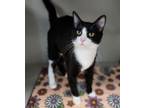 Adopt Oreo a Domestic Short Hair