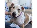 Adopt Squirtalicious (aka Racer) a Pit Bull Terrier