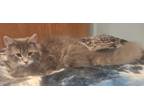 Adopt Wilder a Domestic Long Hair, Tabby