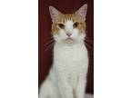 Adopt Meowser a Domestic Short Hair, American Bobtail