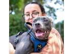 Adopt Kenny a American Staffordshire Terrier