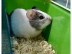 Adopt GUSGUS a Guinea Pig