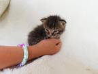 Beautiful Cuddly Kittens