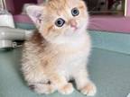 Purebred British Kittens Golden Chinchilla Color
