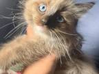 Ragdoll Female