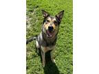 Adopt Ken a German Shepherd Dog