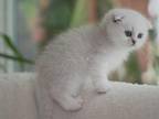 Scottish Folds Litter Of 5 Kittens
