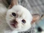 Seal And Blue Point Siamese Kittens