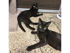 Adopt Rembrandt a Domestic Short Hair