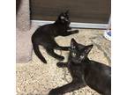 Adopt Van Gogh a Domestic Short Hair