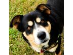 Adopt Russ a Shepherd, Bernese Mountain Dog