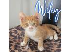 Adopt Wiley a Domestic Short Hair