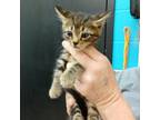 Adopt Holand a Domestic Short Hair